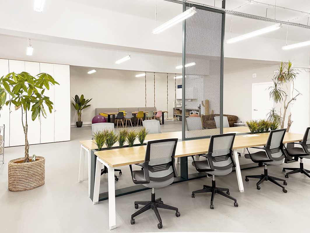 Piante per Arredo Ufficio Green